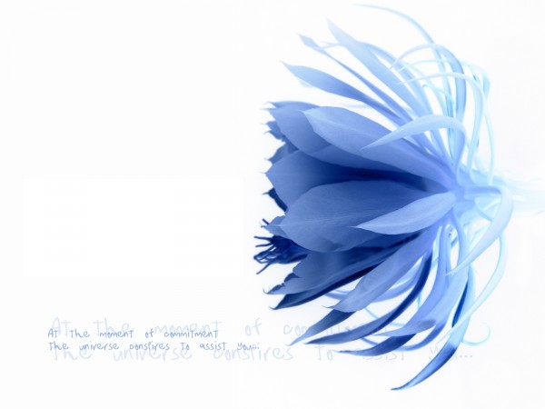 blue_flower.jpg