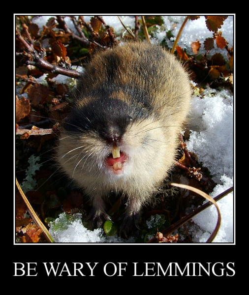 be-wary-of-lemmings.png