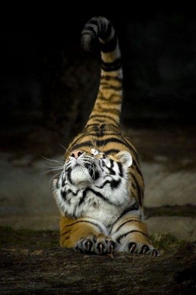 tiger-stretch.jpg