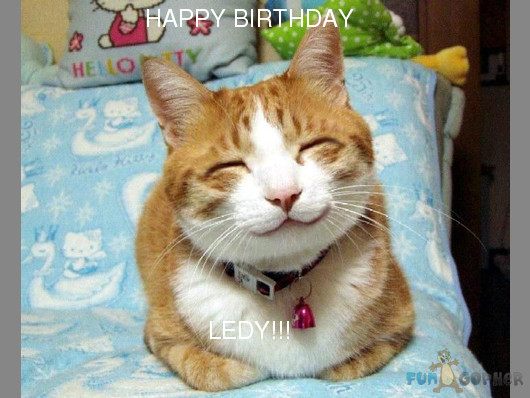 Funny-Animals-HAPPY-BIRTHDAY-LEDY.jpg