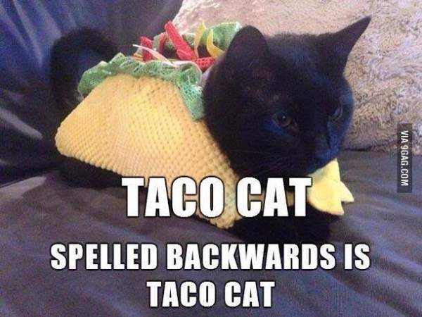 tacocat.jpg