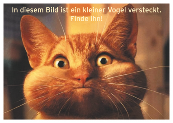 Kleiner_Vogel.png