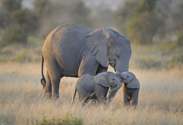 twin-baby-elephants-east-africa-by-diana-robinson-stock-photo-61759777.jpg