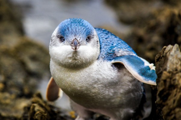 little-blue-penguin-baby-by-fredrik-grääs-stock-photo-62626129.jpg