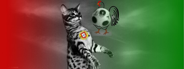 Portugal_Cat.jpg